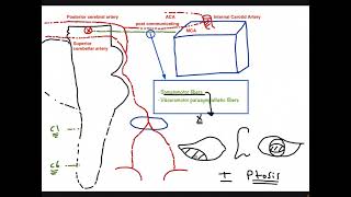 Medical CN III Dysfunction vs Surgical CN III Dysfunction [upl. by Renruojos935]