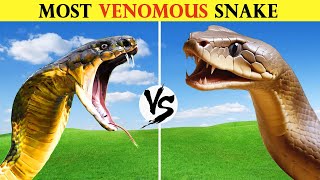 King Cobra vs Inland Taipan  Which snake has more lethal venom [upl. by Agon470]