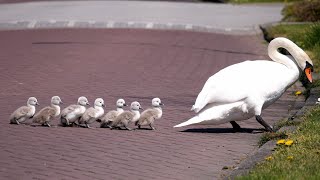 Mute Swan Family with 8 Cygnets Crossing the Road 4K [upl. by Attena330]