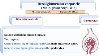 renal system part 2 2021 renal corpuscle [upl. by Ominorej]