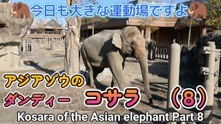 アジアゾウのダンディー コサラ（８） 🦣今日も大きな運動場ですよ🦣（東山動植物園）Kosara of the Asian elephant Part 8 [upl. by Soracco967]