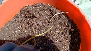 My Potato Harvest from Three Buckets plus followup to Gardening with Gophers [upl. by Joby]