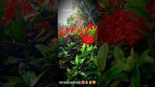 ore naal unai nan 🥰✌️👌🌺 patta shombu [upl. by Arvonio]