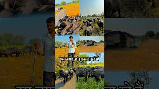 Apni Bhains Lekar Gaye Kisi Aur Jagah minivlog minivlogs hindivlog [upl. by Dewitt401]