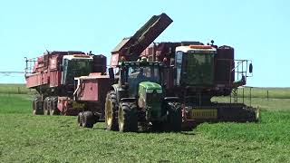 Summerhill Agriculture Pea Harvest 2024 Part 1 [upl. by Mada]