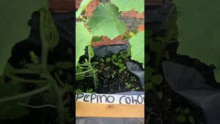 Cómo sembrar pepino cohombro huertaencasa abonoorganico materosreciclados [upl. by Ynnor]