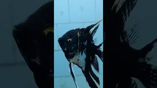 Angelfish aquarium of Alipore Zoological Garden [upl. by Ipoillak]