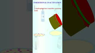 INSERTIONAL INACTIVATION [upl. by Lewak]