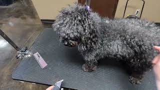 SEVERELY Matted Poodle Makeover [upl. by Sama298]