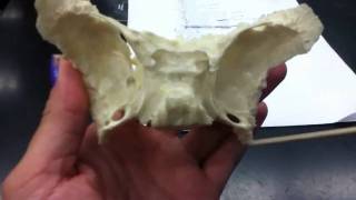 Sphenoid Bone [upl. by Itsim14]