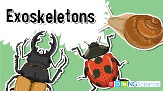 Exoskeletons – The Armor of the Arthropods [upl. by Kameko666]