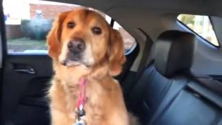 Smart Golden Retriever knows he is at the Vet [upl. by Leiram]