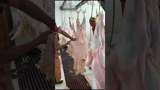 Sheep and goat skins processing sorts viralvideo [upl. by Zurciram]