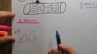 Muscular physiology twitch contraction and factor affecting muscle twitch شرح بالعربي [upl. by Sirc609]