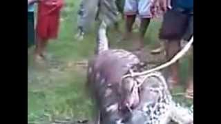 Un serpent avale UNE VACHE  incroyable [upl. by Baldwin]