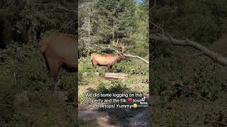 Yummy 😋 yummy 😋 treetops ❤️ animallover elk logging [upl. by Einalam]