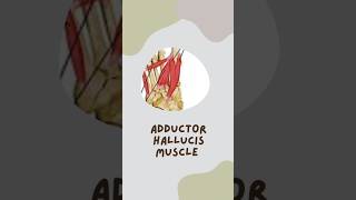 Adductor hallucis adductor [upl. by Quirita72]