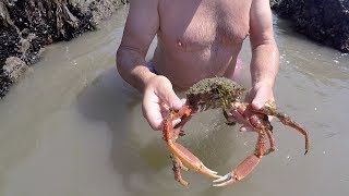 Extreme low tide foraging with Craig Evans [upl. by Tichonn997]