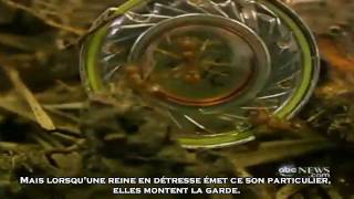 Les Miracles du Coran  Les Fourmis quotParlentquot Entre Elles [upl. by Ardnac]