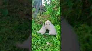 Tiger lullu and jocky playing full fun🤣😝 tigerlullu spitz indian funnydog trending video [upl. by Clare]