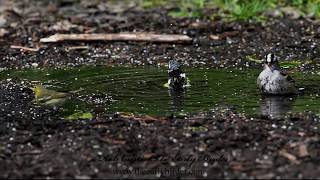 AMERICAN REDSTARTs foraging and bathing Setophaga ruticilla [upl. by Casavant]