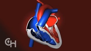 How a Normal Heart Pumps Blood  The Childrens Hospital of Philadelphia [upl. by Neil]