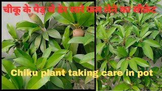 Increasing Chiku Fruit Yield  Growing Exotic Fruit Trees on Terrace  Tips and Tricks [upl. by Jaylene158]