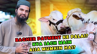 Amazing Palai Service Offer  Kids Collection for Bakra Eid by Gulabi Cattle Farm [upl. by Aiepoissac]