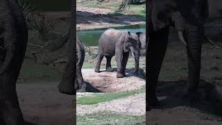 Tembe Elephants [upl. by Mcroberts]