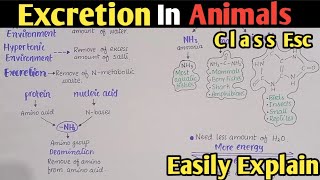 Excretion In Animals  Nature Of Excretory Products In Relation To Habitats  Class 12 [upl. by Ecneralc]