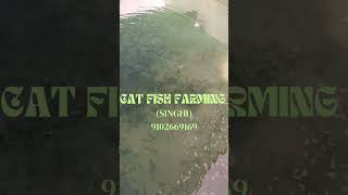 SINGHI FISH FARMING fishing viralvideo dailyshorts trending trendingnow agriculture nature [upl. by Gaul383]