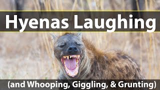 Hyenas laughing and whooping giggling and grunting [upl. by Jaworski]