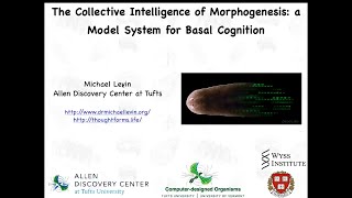 quotThe Collective Intelligence of Morphogenesis a model system for basal cognitionquot by Michael Levin [upl. by Eiruam765]