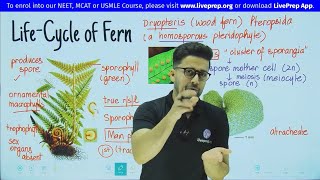 Life Cycle of Pteridophytes Fern Dryopteris  Plant Kingdom  Class 11 NEET Biology  Wamiq Sir [upl. by Mackler]