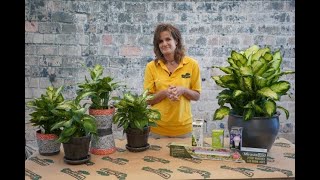 How to Care for a Dieffenbachia ENGLISH GARDENS [upl. by Parfitt]