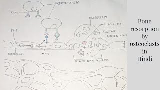 Bone resorption by osteoclasts  med tutorials [upl. by Lodie129]