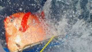 Opah or Moonfish A deepwater fish joins mammals birds in the warmblooded club [upl. by Haase]