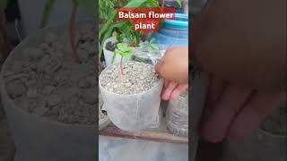 Balsam flower plant ☘️ winter flowersubscribe shortsvideo gardening planting nature garden [upl. by Tdnaltroc]