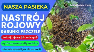 Nastrój rojowy i rabunki na pasiece jak sobie poradzić pasieka pszczoły rój rabunek [upl. by Ij]