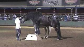 Dancing Horse Show Liberty Horses CA State Fair [upl. by Deloria56]