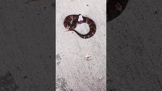 Water Moccasin Snake In Biloxi Mississippi snake snakevideo snakes soundeffects [upl. by Anner]