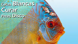 175💩💀Cacas blancas Peces Disco ¡ PELIGRO [upl. by Giulietta]