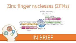 ZINC FINGER NUCLEASES  GENE EDITING EXPLAINED [upl. by Naejamron]