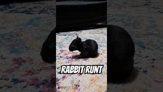 Rabbit Runt shorts rabbit Rex runt baby bunny rabbitry homesteading cute homestead tiny [upl. by Naujled]