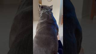 Why my Cane Corso sits like this dog youtubeshorts corsolove canecorso mastiff life big [upl. by Dyoll]