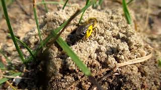 Mining Bee Andrena spp Nesting [upl. by Zanahs]