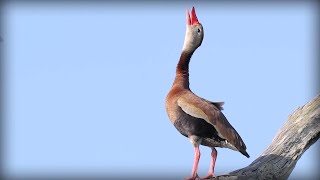 Blackbellied WhistlingDuck Dendrocygna autumnalis [upl. by Laven]