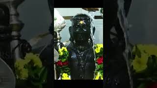 🙏🙏 Original video Abishegam at 🙏🙏🙏Palani Murugan Temple shorts templedarshan Palani Murugan🙏🏻🕉️ [upl. by Losse357]