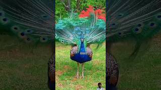 peacock birds peacocks nature peacocklove beautiful peacocklovers animals peacocking [upl. by Bernat]