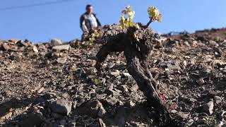 Filitas y Lutitas Club Vignerons  BODEBOCA [upl. by Lleneg]